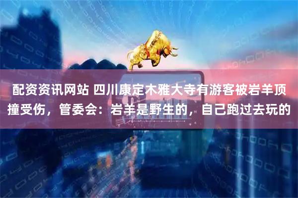 配资资讯网站 四川康定木雅大寺有游客被岩羊顶撞受伤，管委会：岩羊是野生的，自己跑过去玩的